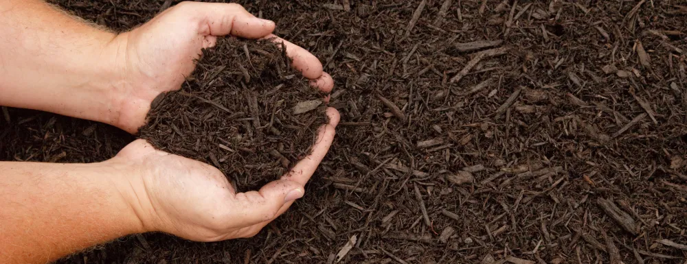 Cupped hands holding mulch