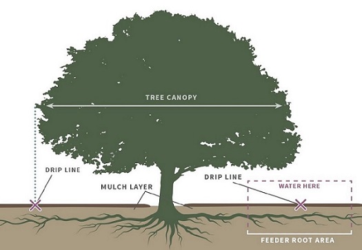 Tree Watering Dripline